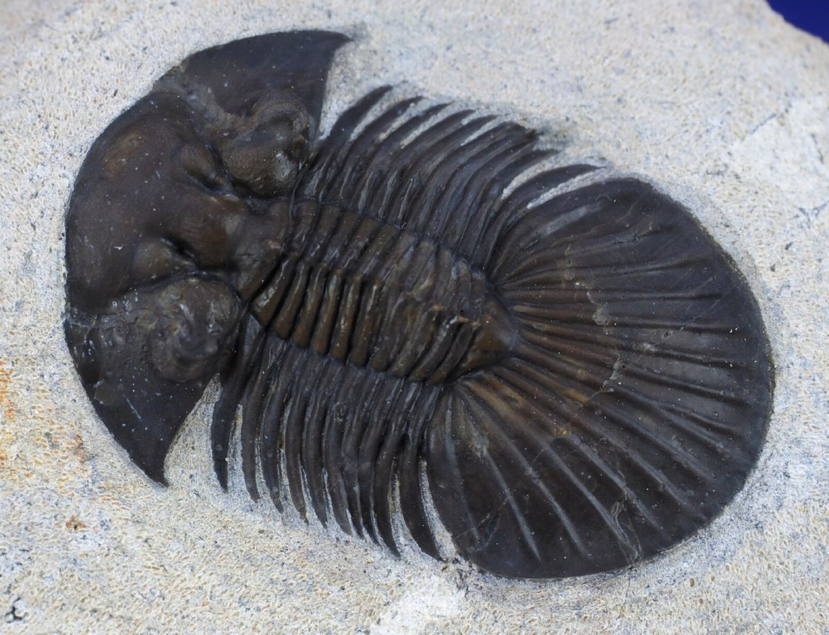 Scabriscutellum